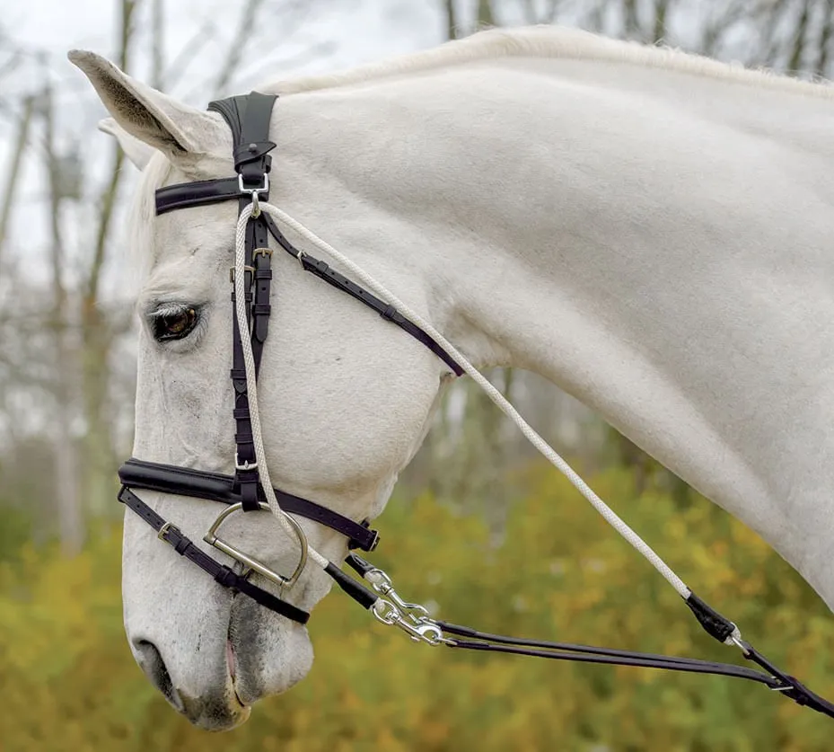 Avignon De Gogue Training Aid