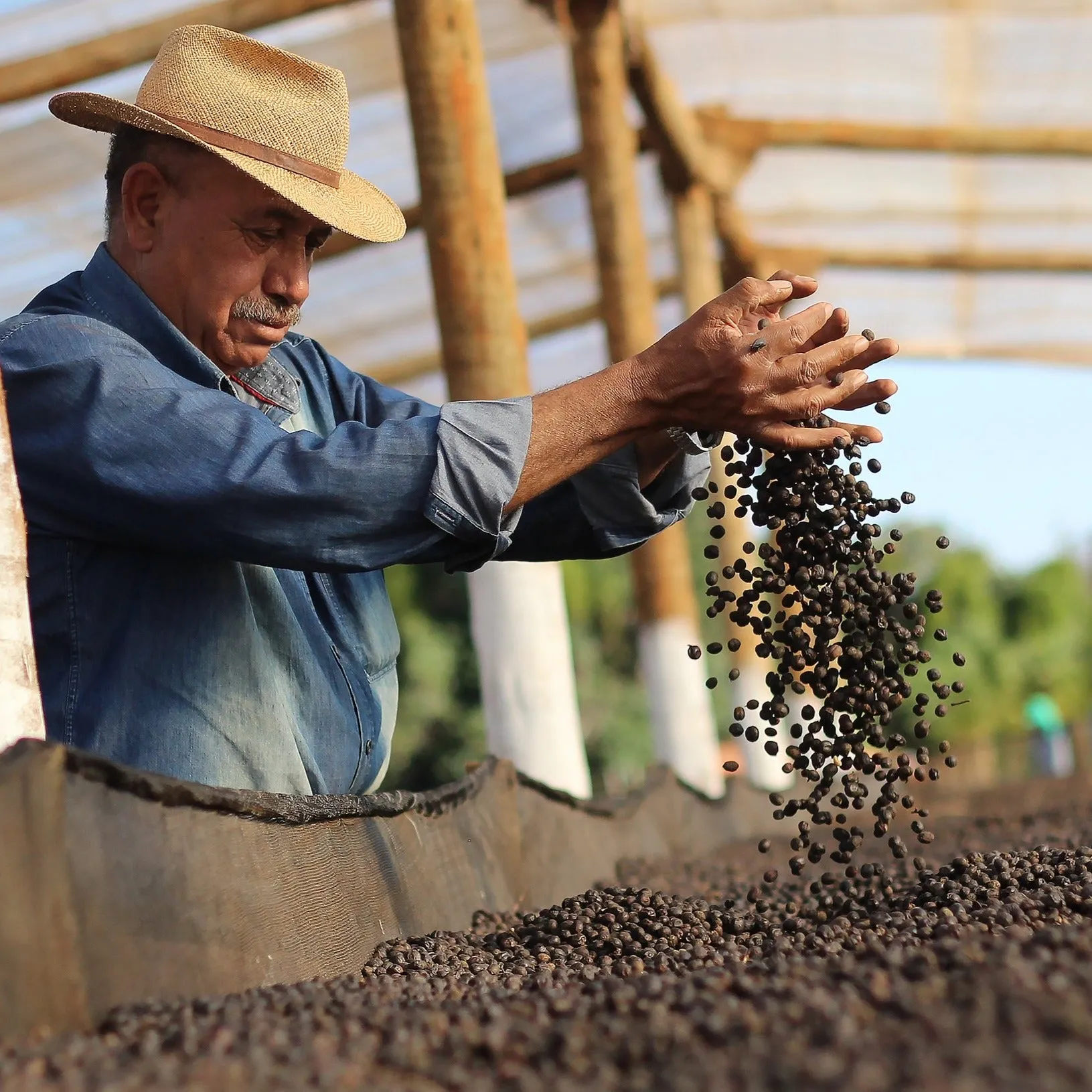 Fazenda São Silvestre Yellow Icatu Cryo Anaerobic Fermentation