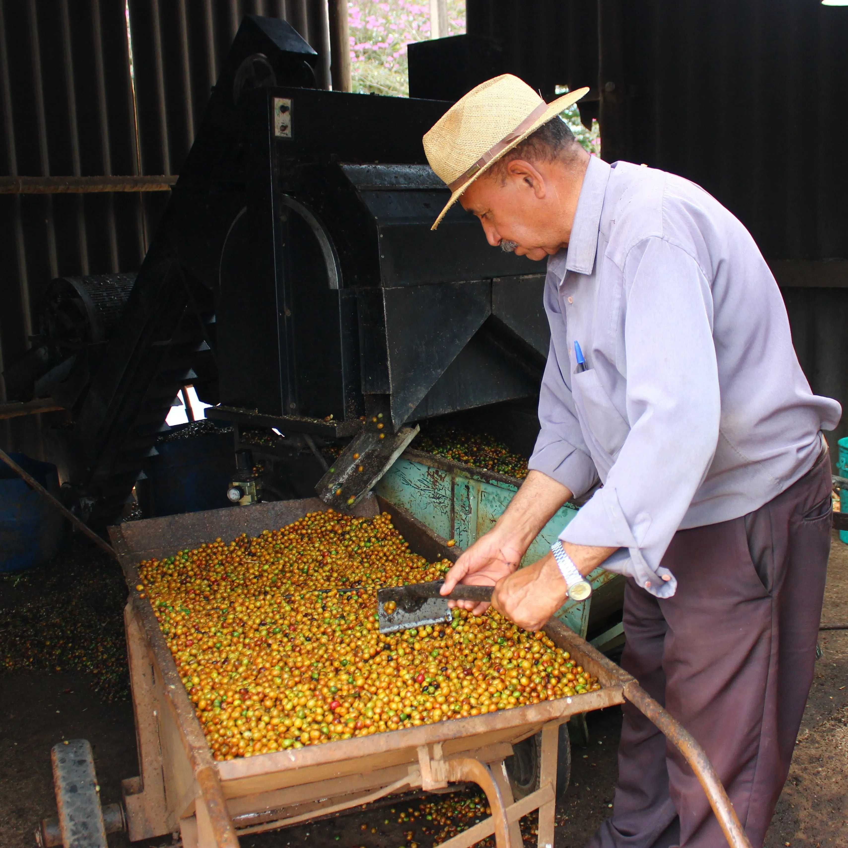 Fazenda São Silvestre Yellow Icatu Cryo Anaerobic Fermentation
