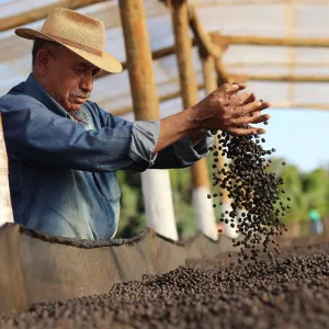 Fazenda São Silvestre Yellow Icatu Cryo Anaerobic Fermentation