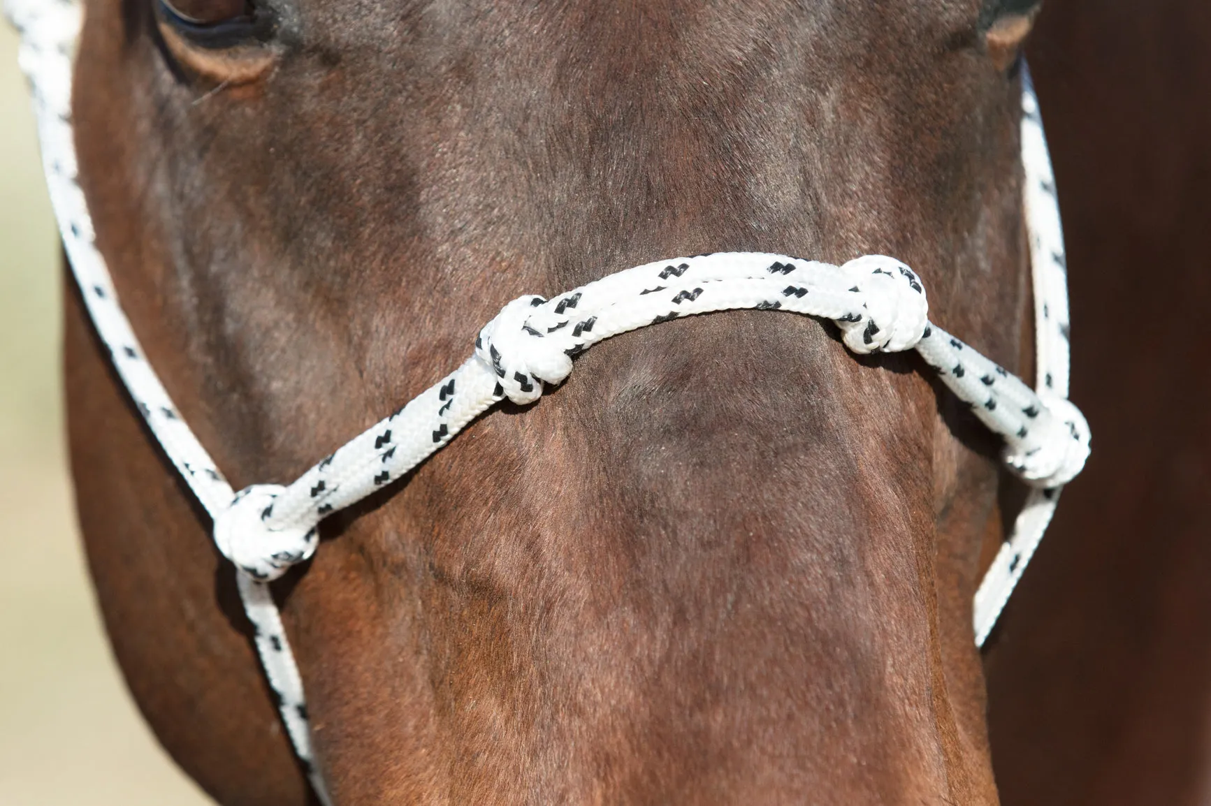 Handling Halter