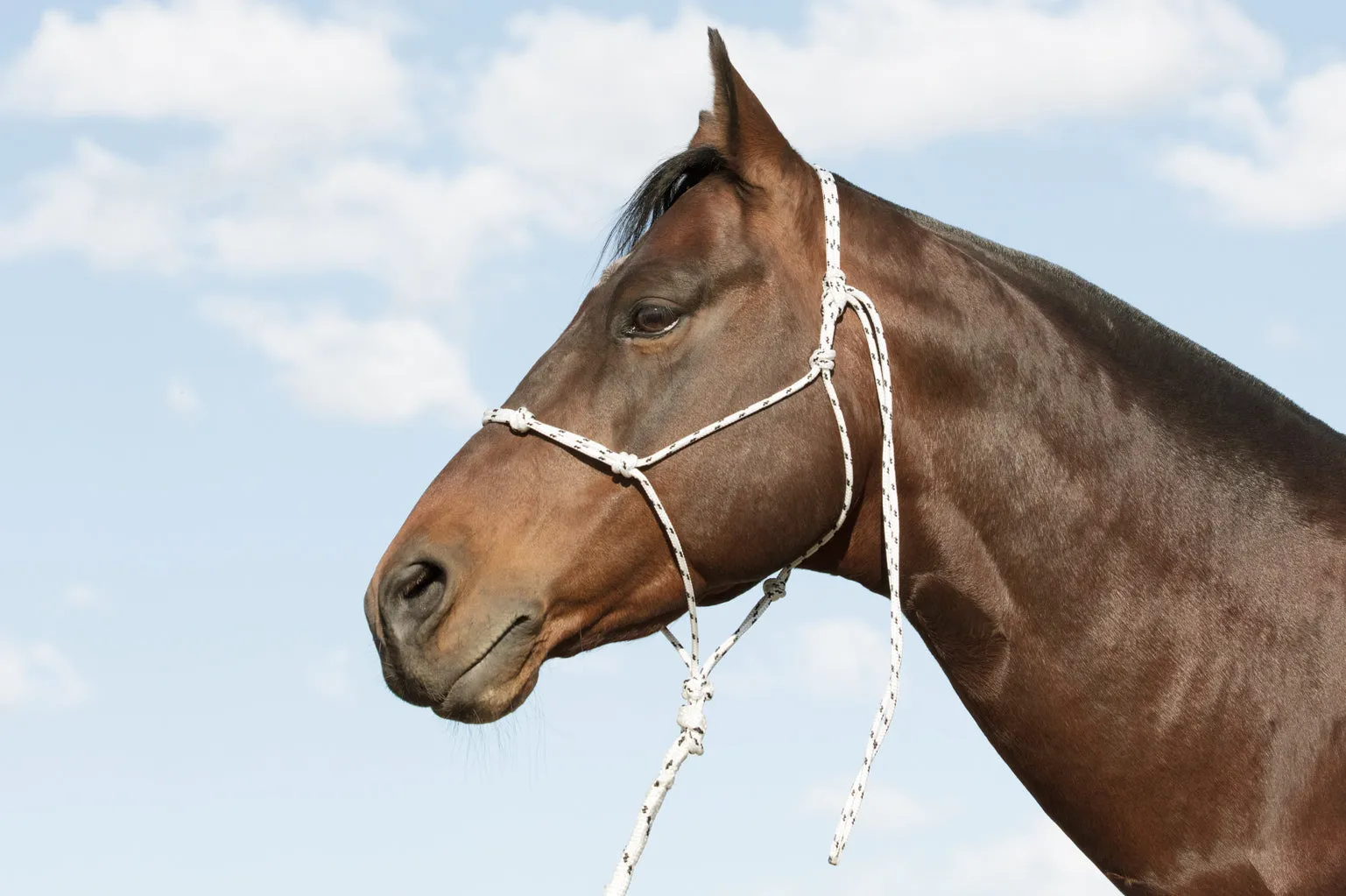 Handling Halter