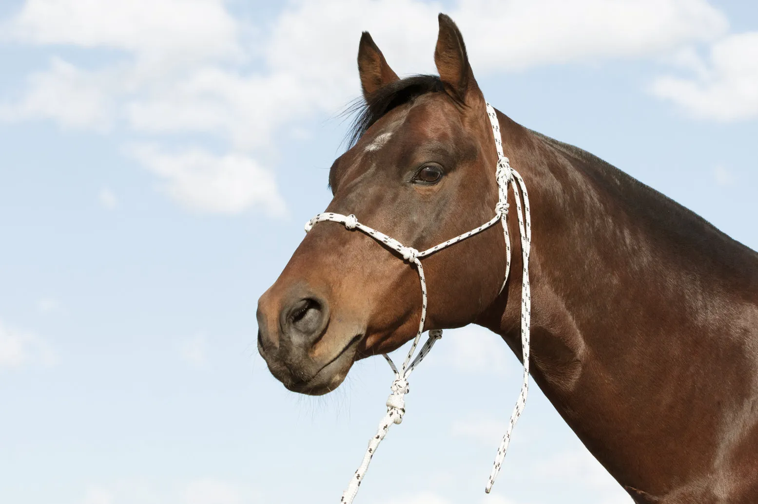 Handling Halter