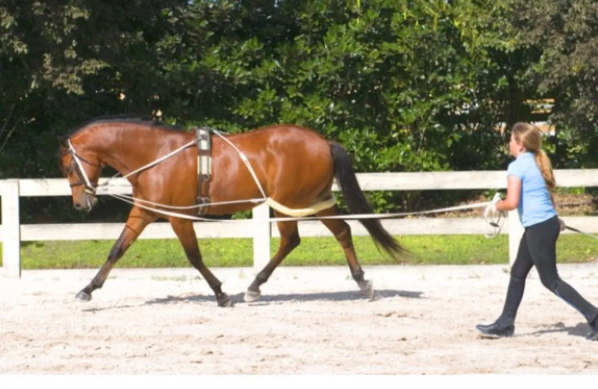 Pessoa Lunging System