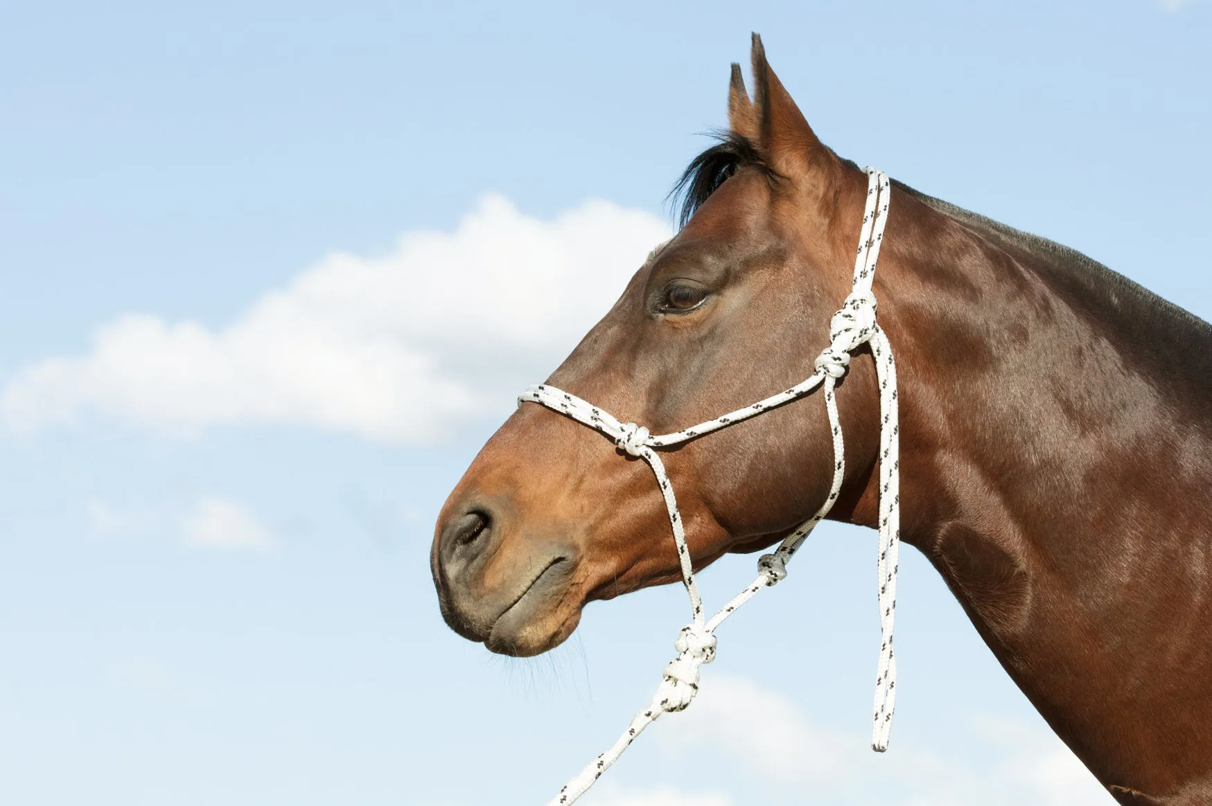 Rope Halter