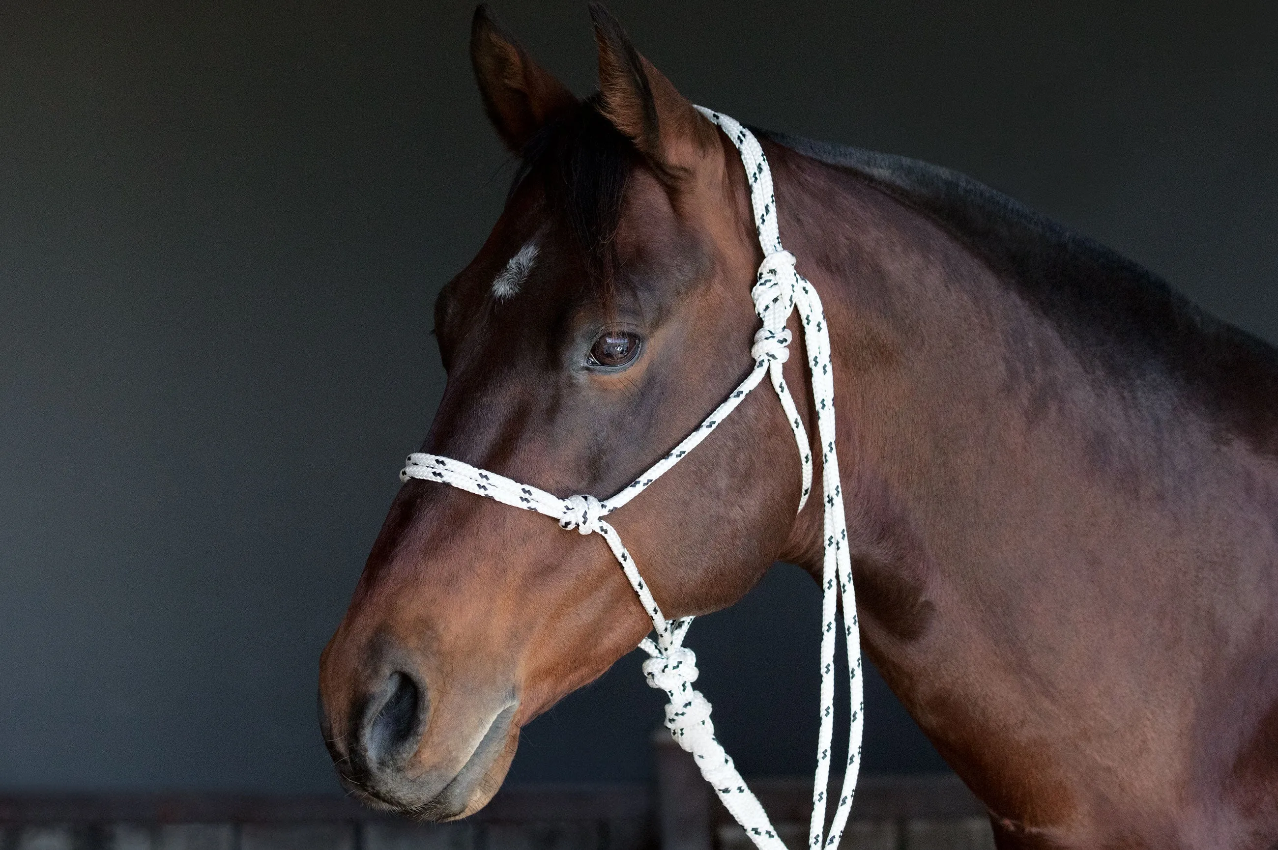 Rope Halter